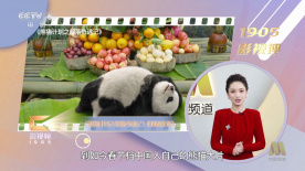 中国老头老妇pom